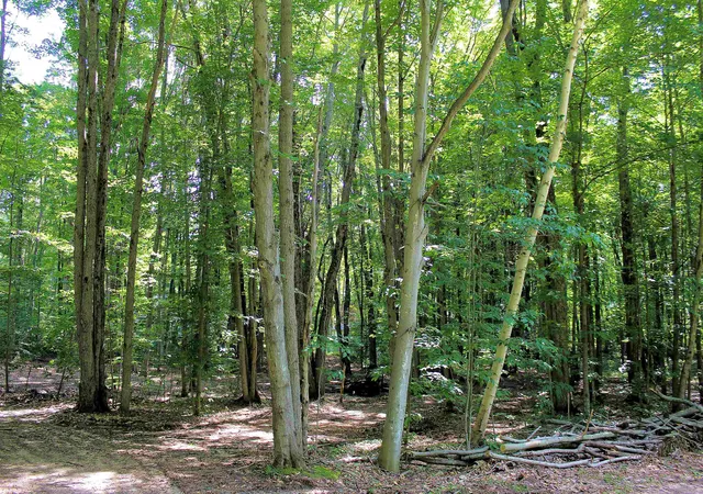 Photo 3 of Land for sale at 00 Ne Chwastek Rd, Kalkaska, MI 49646 | MLS# 78080056834 | Listing updated on 2026-07-17