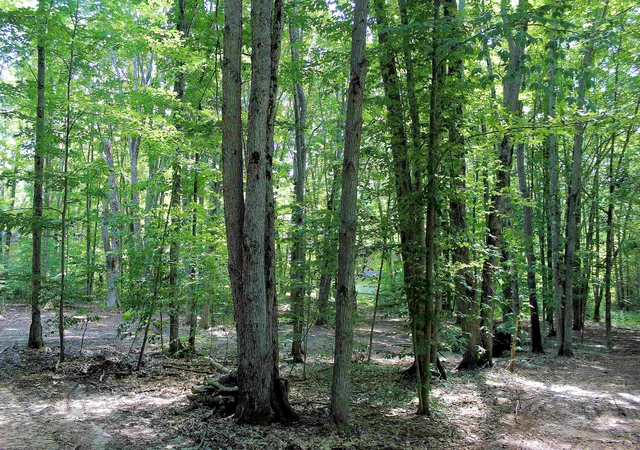 Photo 3 of Land for sale at 00 Ne Chwastek Rd, Kalkaska, MI 49646 | MLS# 78080056834 | Listing updated on 2026-07-17