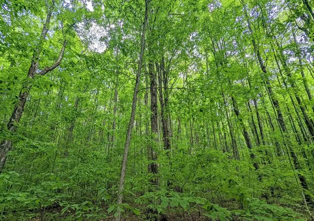 Photo 4 of Land for sale at Lot 320,321 Swiss Village, Kearney Township Antrim, MI 49615 | MLS# 78080058036 | Listing updated on 2026-06-28