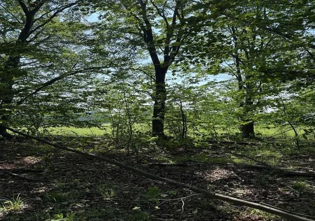 5th image of 0000 Mooney Way, Kewadin, MI 49648 | MLS# 78080058208