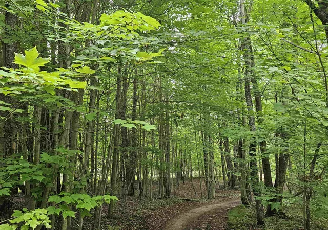 Photo 1 of Sale Pending at V/l Canyon Rd, Rose Lake Township Osceola, MI 49665 | MLS# 78080059494 | Listing updated on 2026-02-10