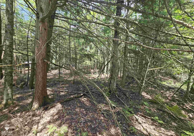 Photo 3 of Land for sale at Spile Dam Rd, Millersburg, MI 49759 | MLS# 60050182643 | Listing updated on 2026-07-21