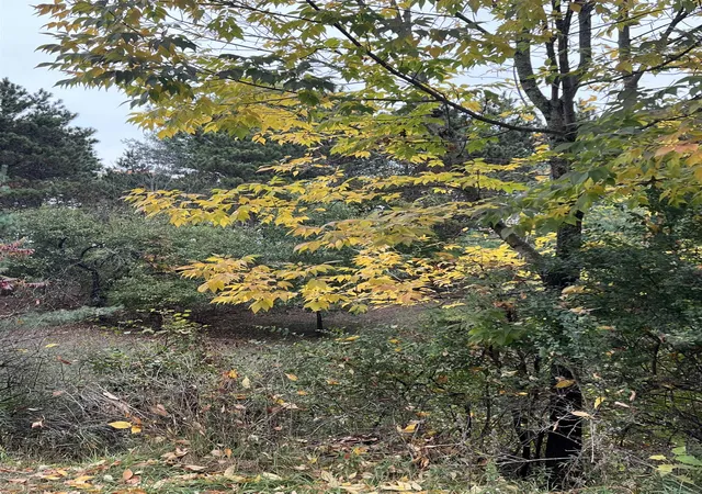 3rd image of Lot 170 Jonathon Dr, Rapid City, MI 49676 | MLS# 78080062934