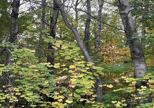 3rd image of Lot 77 Valley View Ct, Rapid City, MI 49676 | MLS# 78080062937