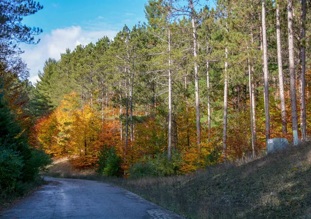4th image of W Timber Ln, Beulah, MI 49617 | MLS# 78080063127