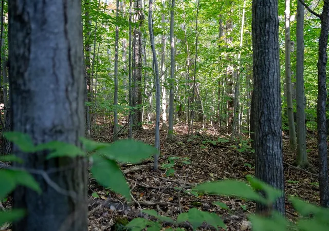 2nd image of V/l Forestgrove Dr, Star Township Antrim, MI 49730 | MLS# 78080064112