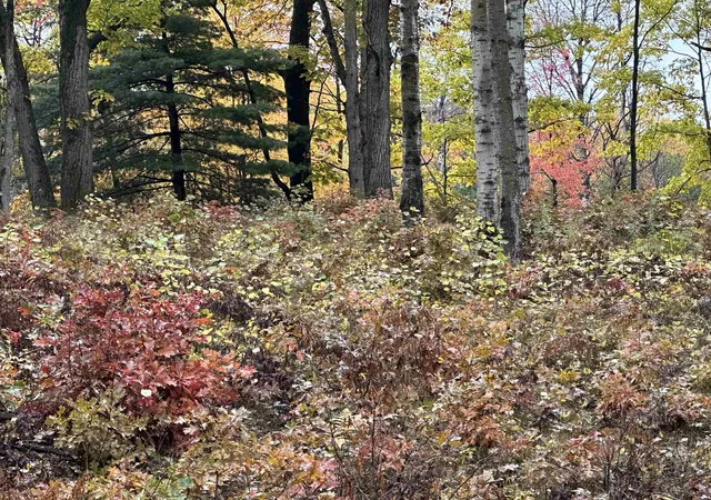 Photo 2 of Land for sale at Lot N #5 Cir E, Surrey Township Clare, MI 48622 | MLS# 79080064665 | Listing updated on 2026-09-03
