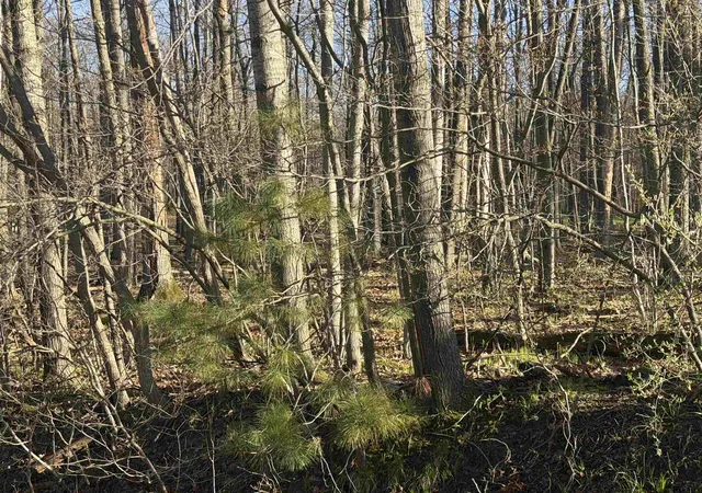Photo 3 of Land for sale at Lot 40 Squirrel Run, Farwell, MI 48622 | MLS# 79080065314 | Listing updated on 2026-08-03