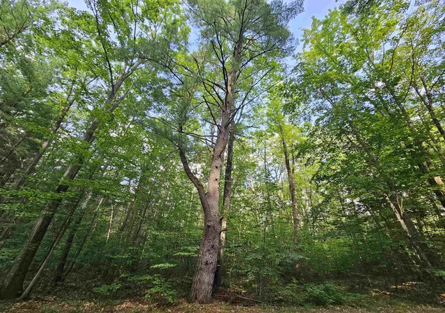 Photo 4 of Land for sale at Lot 45 Woodwind Dr, Cadillac, MI 49601 | MLS# 78080065995 | Listing updated on 2026-09-29