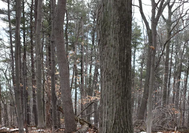 3rd image of Lot 5 Crystal View, Beulah, MI 49617 | MLS# 78080066164
