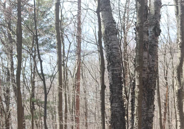 5th image of Lot 5 Crystal View, Beulah, MI 49617 | MLS# 78080066164