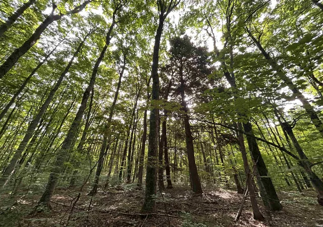 4th image of 000 Langs Ln, Interlochen, MI 49643 | MLS# 78080066218