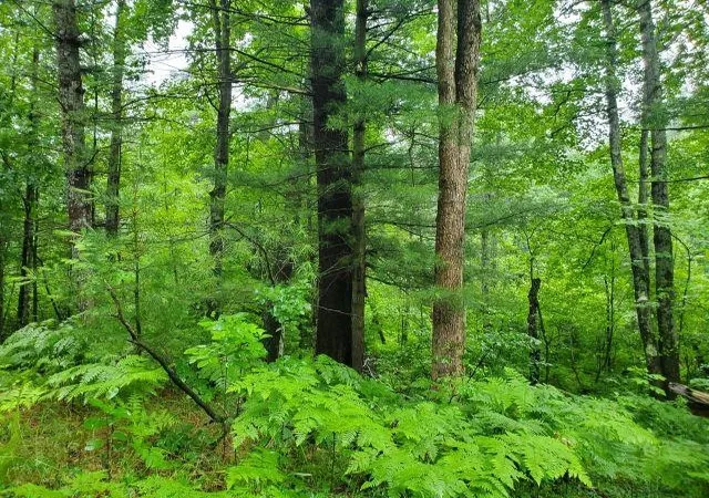 Photo 3 of Land for sale at Silver Crk Rd, Prescott, MI 48756 | MLS# 77080066266 | Listing updated on 2026-06-25