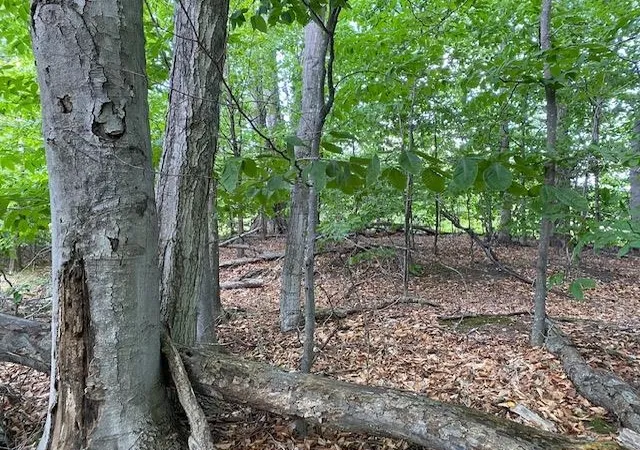 1st image of #7 Mooney Wy, Kewadin, MI 49648 | MLS# 78080066323