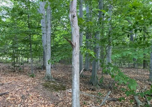 4th image of #7 Mooney Wy, Kewadin, MI 49648 | MLS# 78080066323