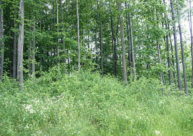1st image of 8877 Cedar Creek Dr, Petoskey, MI 49770 | MLS# 78080067007