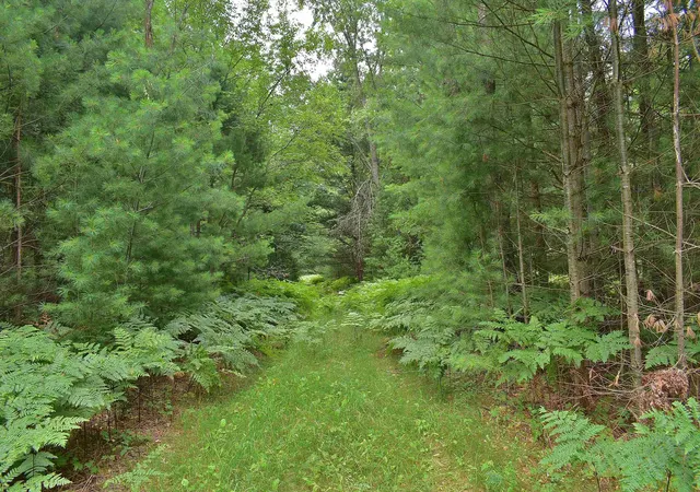 3rd image of Roop Rd, Kingsley, MI 49649 | MLS# 78080067083
