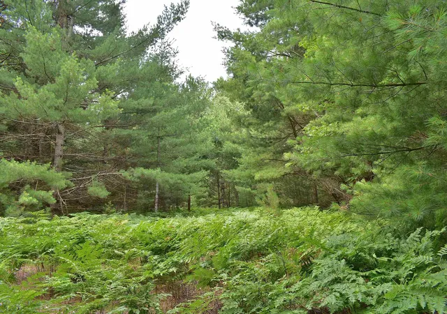 4th image of Roop Rd, Kingsley, MI 49649 | MLS# 78080067083