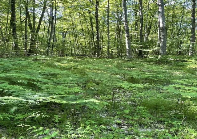 5th image of 8895 Grandview Trl, Pinora Township Lake, MI 49677 | MLS# 78080067322