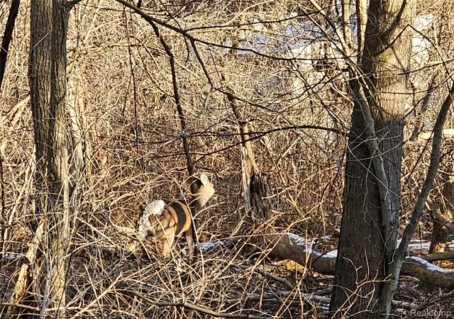 Photo 2 of Land for sale at 0 Massena Ave, Commerce Charter Township Oakland, MI 48382 | MLS# 20261038448 | Listing updated on 2026-08-19