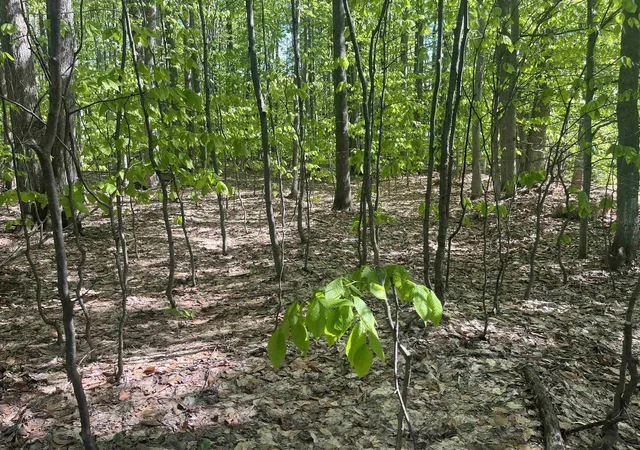 1st image of Beechridge Dr, Lake Ann, MI 49650 | MLS# 78080069069