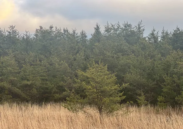 Photo 3 of Land for sale at 2214 E 56th Street, Chase, MI 49623 | MLS# 78080069167 | Listing updated on 2026-06-22
