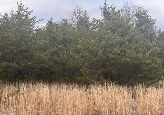 Photo 3 of Land for sale at 2214 E 56th Street, Chase, MI 49623 | MLS# 78080069167 | Listing updated on 2026-06-22