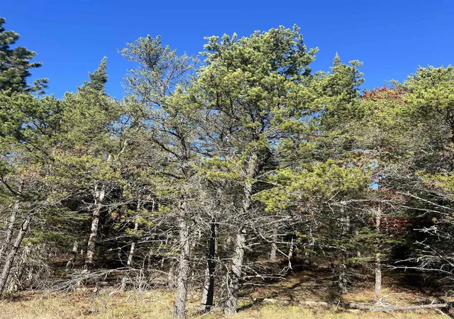 4th image of 00 E North Down River Rd, Grayling, MI 49738 | MLS# 78080069247