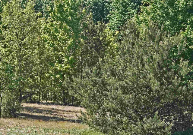 Photo 3 of Land for sale at V/l SE Parcel C Grass Lake Rd, Excelsior Township Kalkaska, MI 49646 | MLS# 78080069388 | Listing updated on 2026-07-13