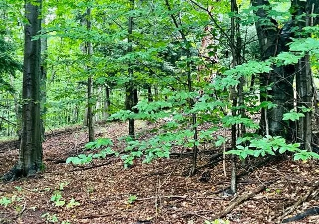 4th image of Killdale Ave, Benzonia, MI 49616 | MLS# 78080069418