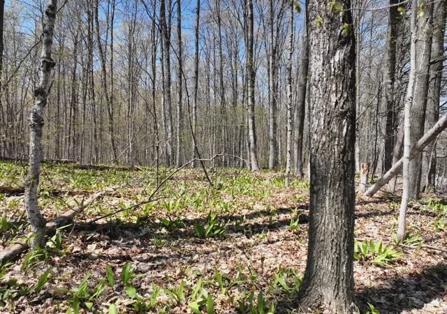 3rd image of Parcel 3&4 S M-66, Chestonia Township Antrim, MI 49659 | MLS# 78080069656