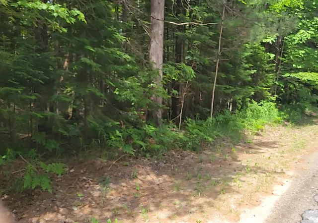 Photo 3 of Land for sale at W Batterson Rd, Frederic, MI 49733 | MLS# 78080069825 | Listing updated on 2026-06-20