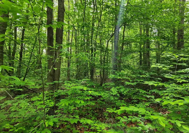 2nd image of 10 Acres Blue Lake Road, Ne, Blue Lake Township Kalkaska, MI 49646 | MLS# 78080069886