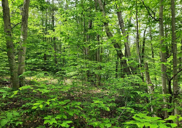 3rd image of 10 Acres Blue Lake Road, Ne, Blue Lake Township Kalkaska, MI 49646 | MLS# 78080069886