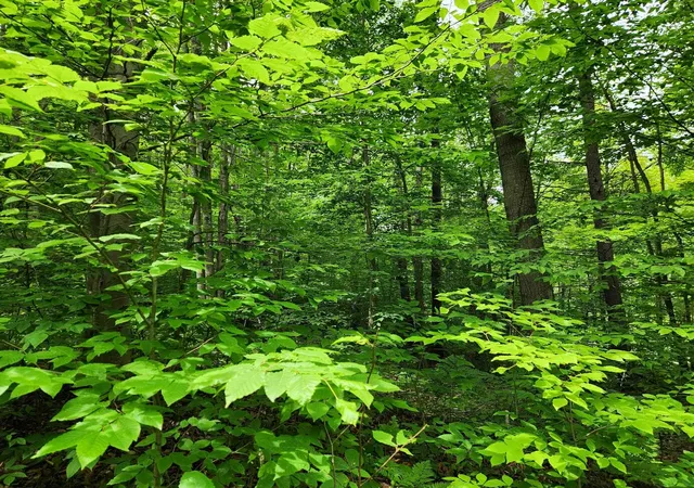 4th image of 10 Acres Blue Lake Road, Ne, Blue Lake Township Kalkaska, MI 49646 | MLS# 78080069886