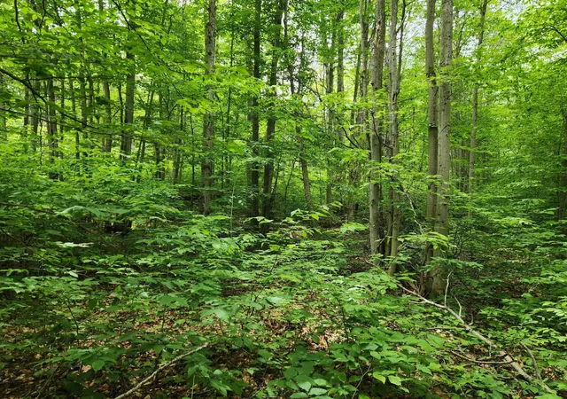 5th image of 10 Acres Blue Lake Road, Ne, Blue Lake Township Kalkaska, MI 49646 | MLS# 78080069886