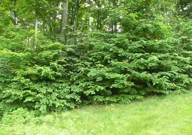 11th image of 71 Broadwinged Wy, Bellaire, MI 49615 | MLS# 78080069948