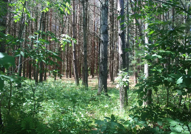 1st image of 00 Stone Circle Dr, Kewadin, MI 49648 | MLS# 78080070147