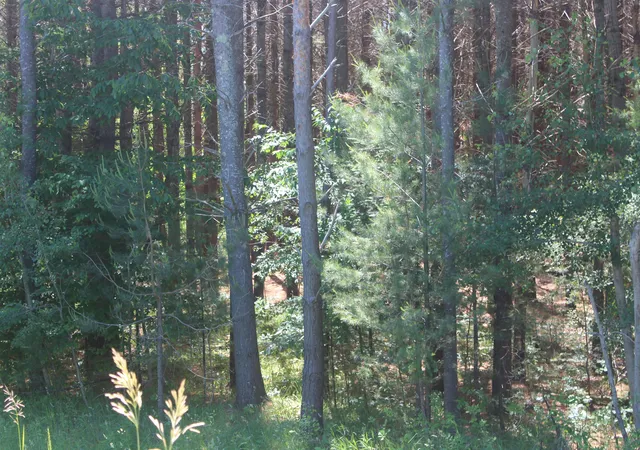 2nd image of 00 Stone Circle Dr, Kewadin, MI 49648 | MLS# 78080070147