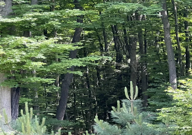 4th image of Parcel H O'Dell Rd, Whitewater Township Grand Traverse, MI 49690 | MLS# 78080070158