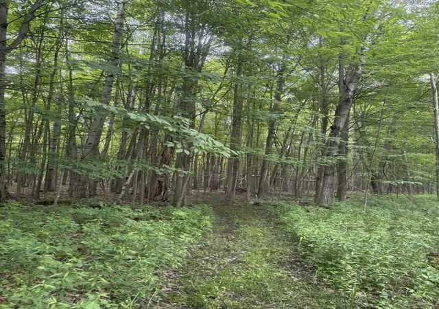 Photo 4 of Land for sale at 3680 Wieman Rd, Beaverton, MI 48612 | MLS# 61050212856 | Listing updated on 2026-06-25