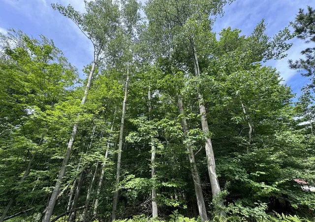 Photo 4 of Land for sale at Knoll One Dr, Le Roy, MI 49655 | MLS# 78080070404 | Listing updated on 2026-07-02