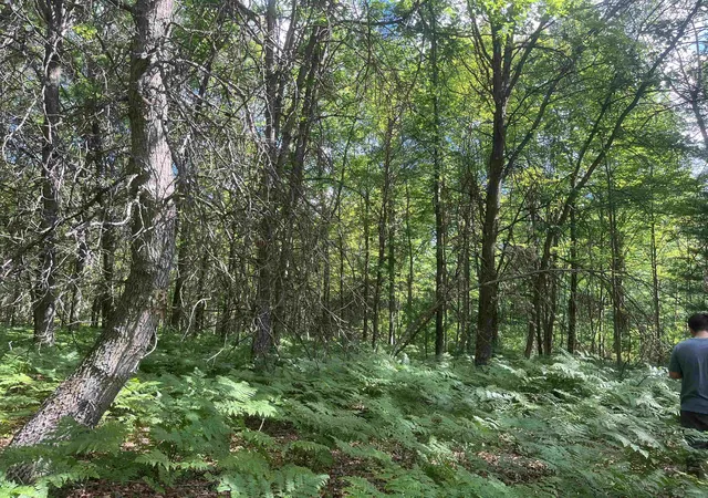 17th image of Nka Washington Rd, Arenac Township Arenac, MI 48749 | MLS# 77080070457