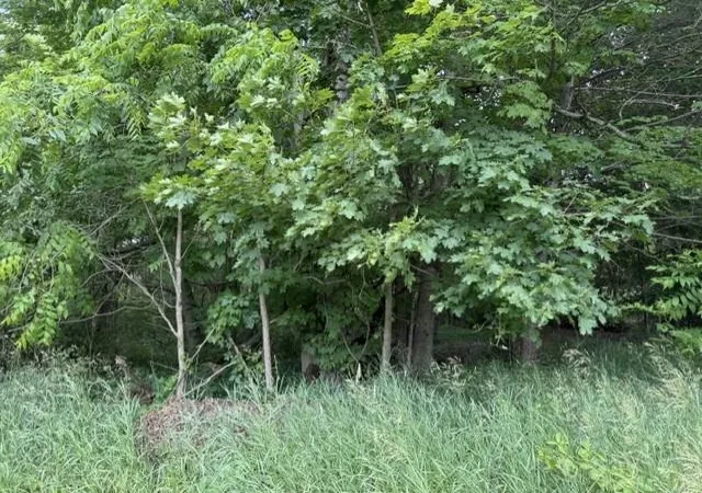 Photo 3 of Land for sale at Tbd N Lincoln, Stanton City Montcalm, MI 48888 | MLS# 79080070482 | Listing updated on 2026-07-04