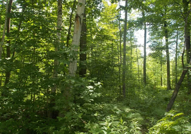 Photo 3 of Land for sale at Fern St, Hale, MI 48739 | MLS# 77080070918 | Listing updated on 2026-07-13