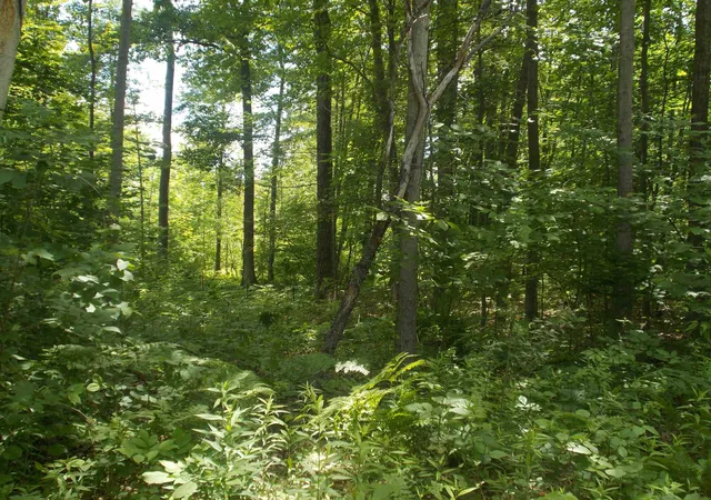 Photo 3 of Land for sale at Fern St, Hale, MI 48739 | MLS# 77080070918 | Listing updated on 2026-07-13