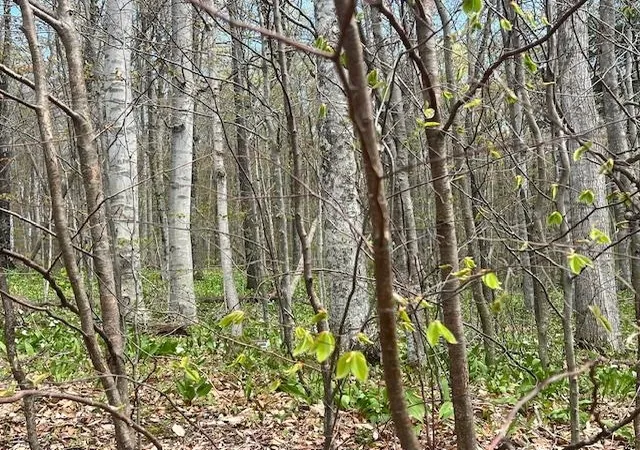 Photo 4 of Land for sale at Lot N 22 Foxview Dr, Northport, MI 49670 | MLS# 78080070982 | Listing updated on 2026-07-14