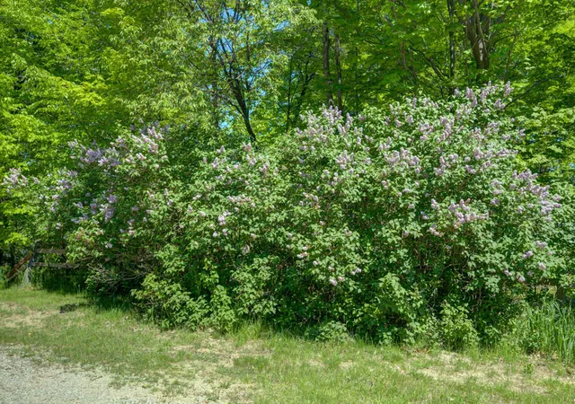 4th image of 8134 Nw Ruttan Rd, Alden, MI 49612 | MLS# 78080070994