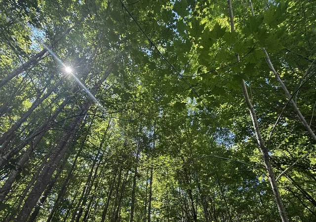Photo 3 of Land for sale at Lots 285 & 286 Acacia Dr, Mancelona Township Antrim, MI 49659 | MLS# 78080071138 | Listing updated on 2026-07-19