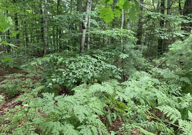 Photo 1 of Land for sale at 00 Bass Ave, Kalkaska, MI 49646 | MLS# 78080071283 | Listing updated on 2026-07-23